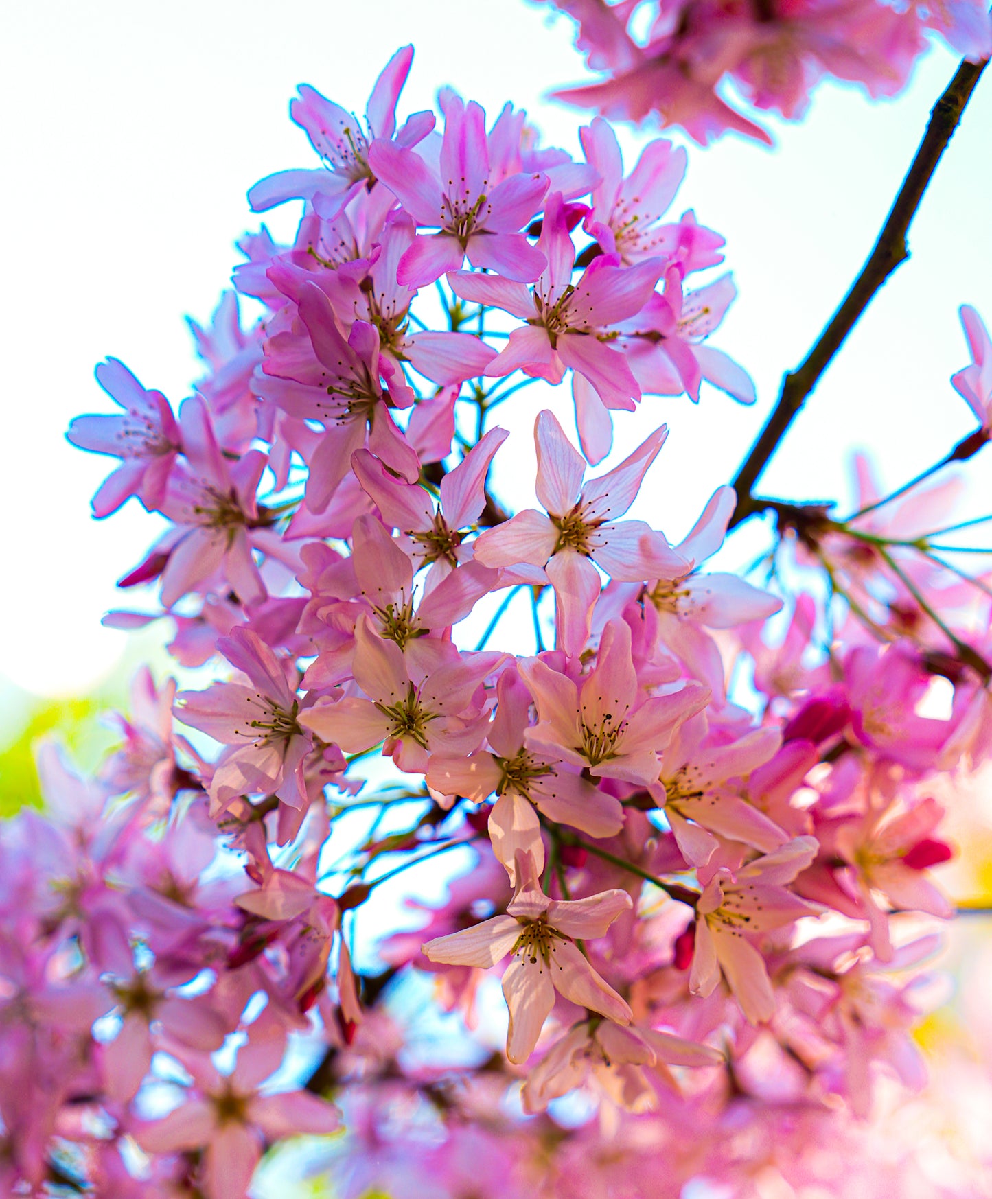 Flowering Cherry Blossoms (Akebono)