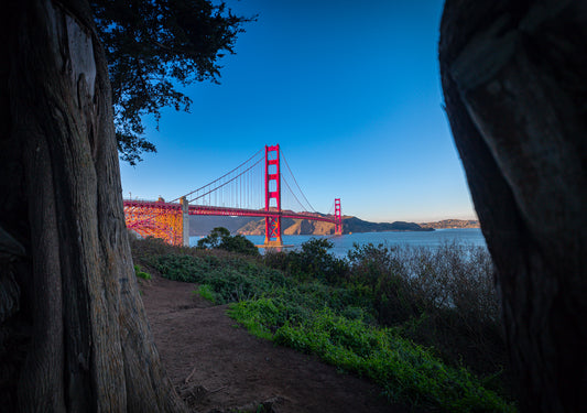 Vibrant View