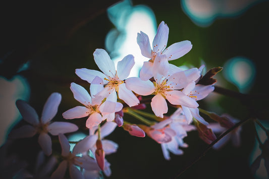 Cherry Blossom (Yoshino Cherry)